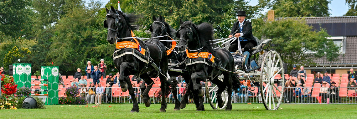 Friese tuigpaard foto 2