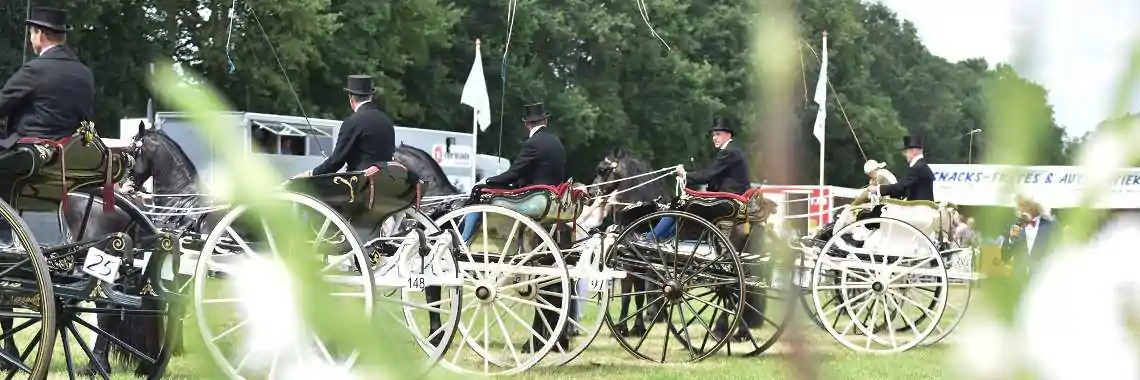 Friese tuigpaard foto 1